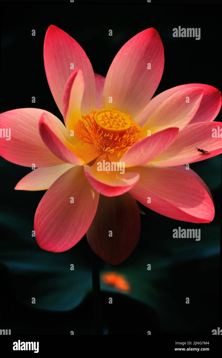 Aquatic plants, Lotus flower Stock Photo - Alamy