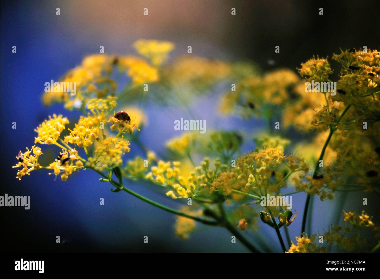 Spontaneous flowers, Helichrysum litoreum. Stock Photo