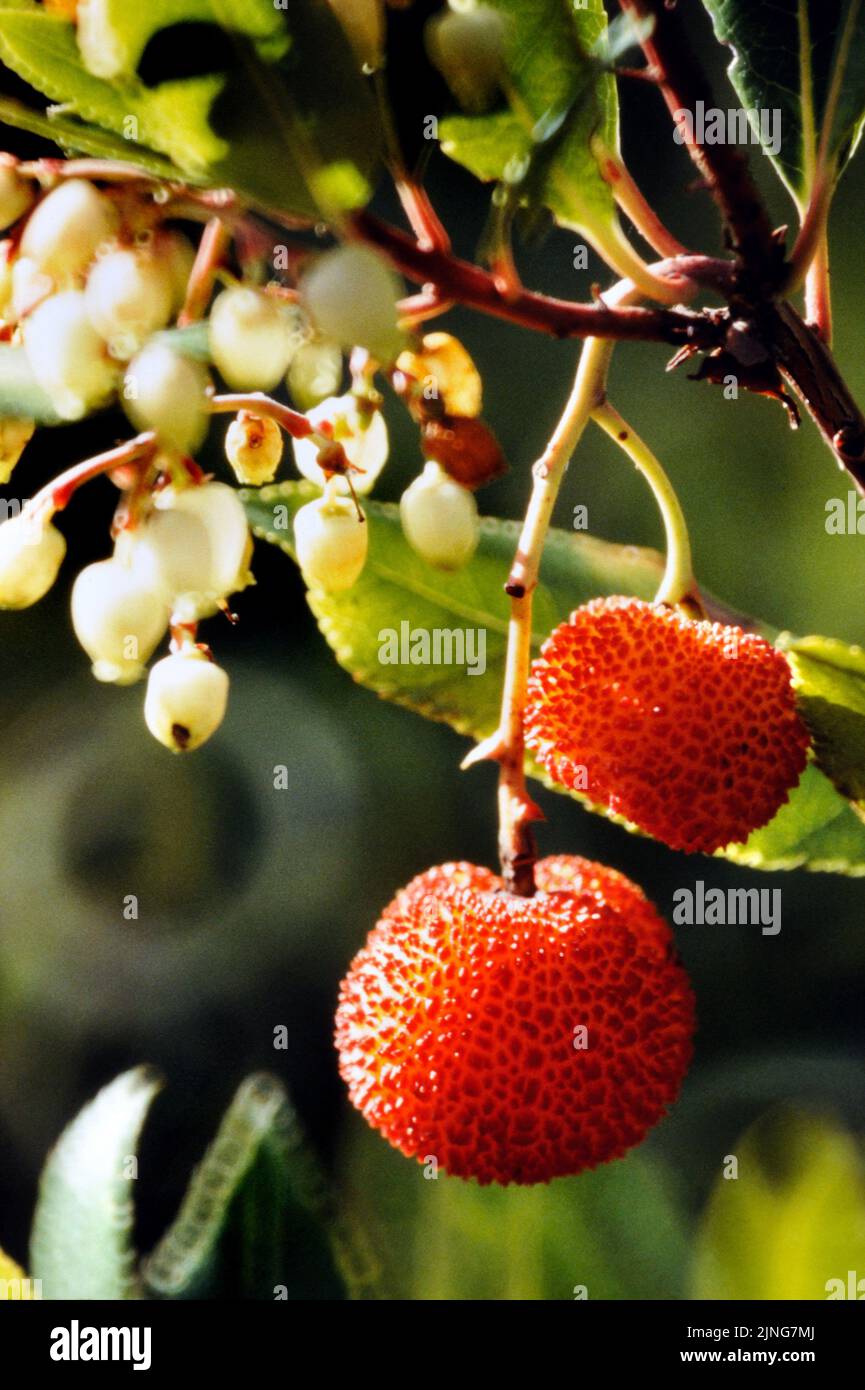 Plant, Strawberry tree, arbutus fruits. Stock Photo