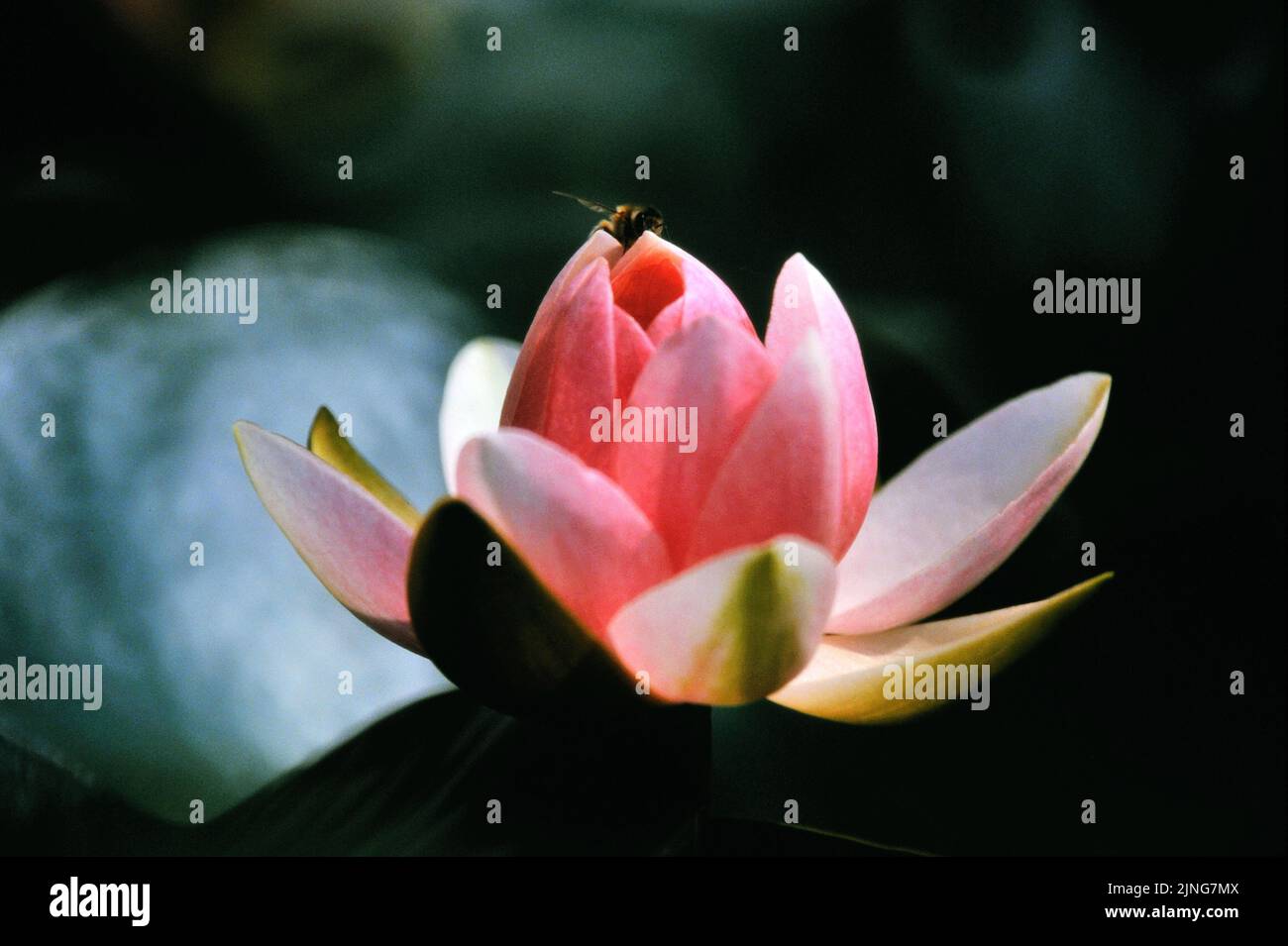Aquatic plants, Water lily. Stock Photo