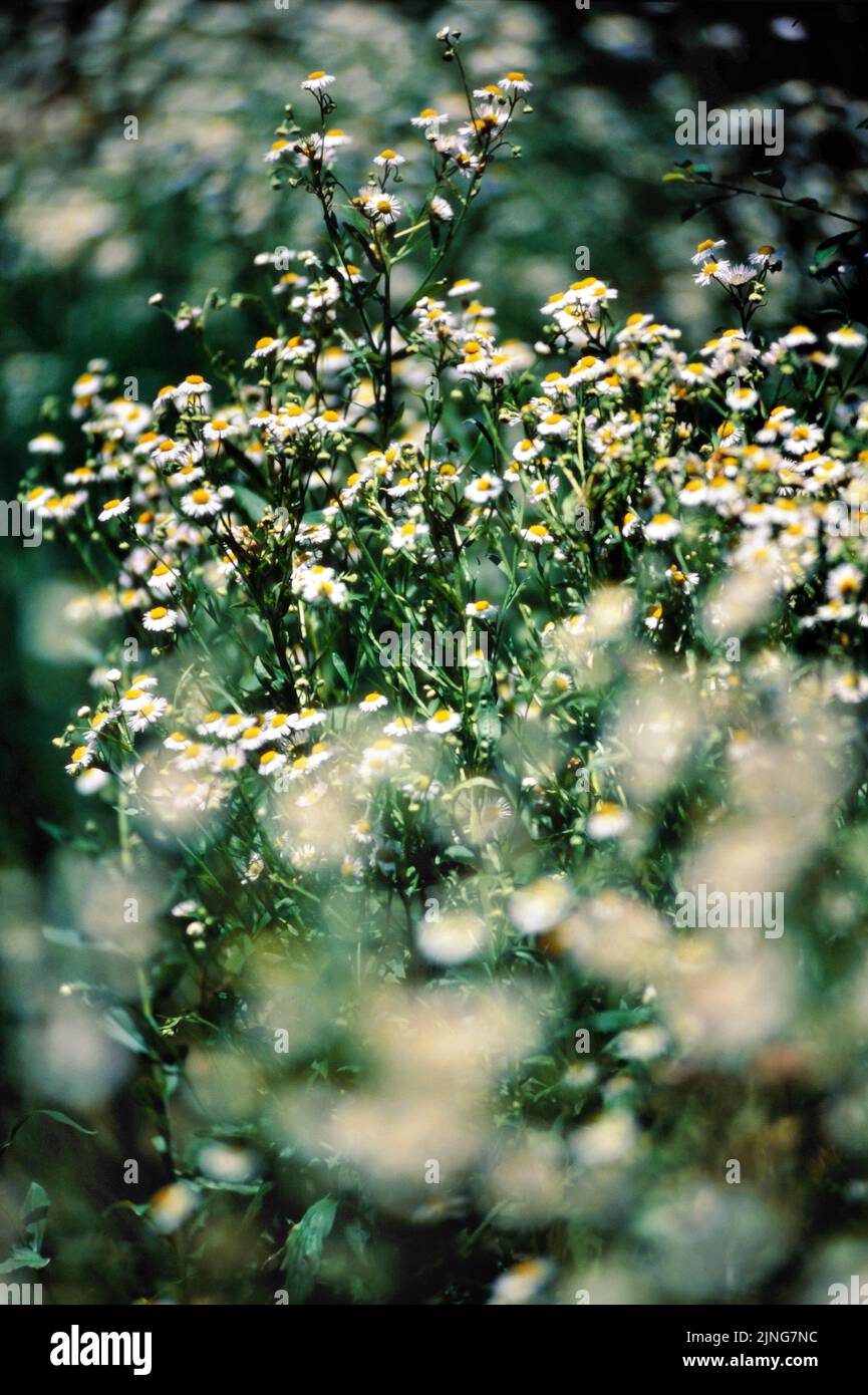 Flowers, Common chamomile. Stock Photo