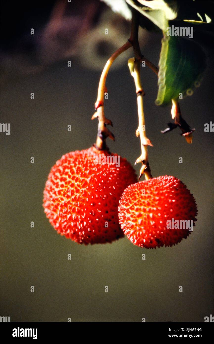 Plant, Strawberry tree, arbutus fruits. Stock Photo