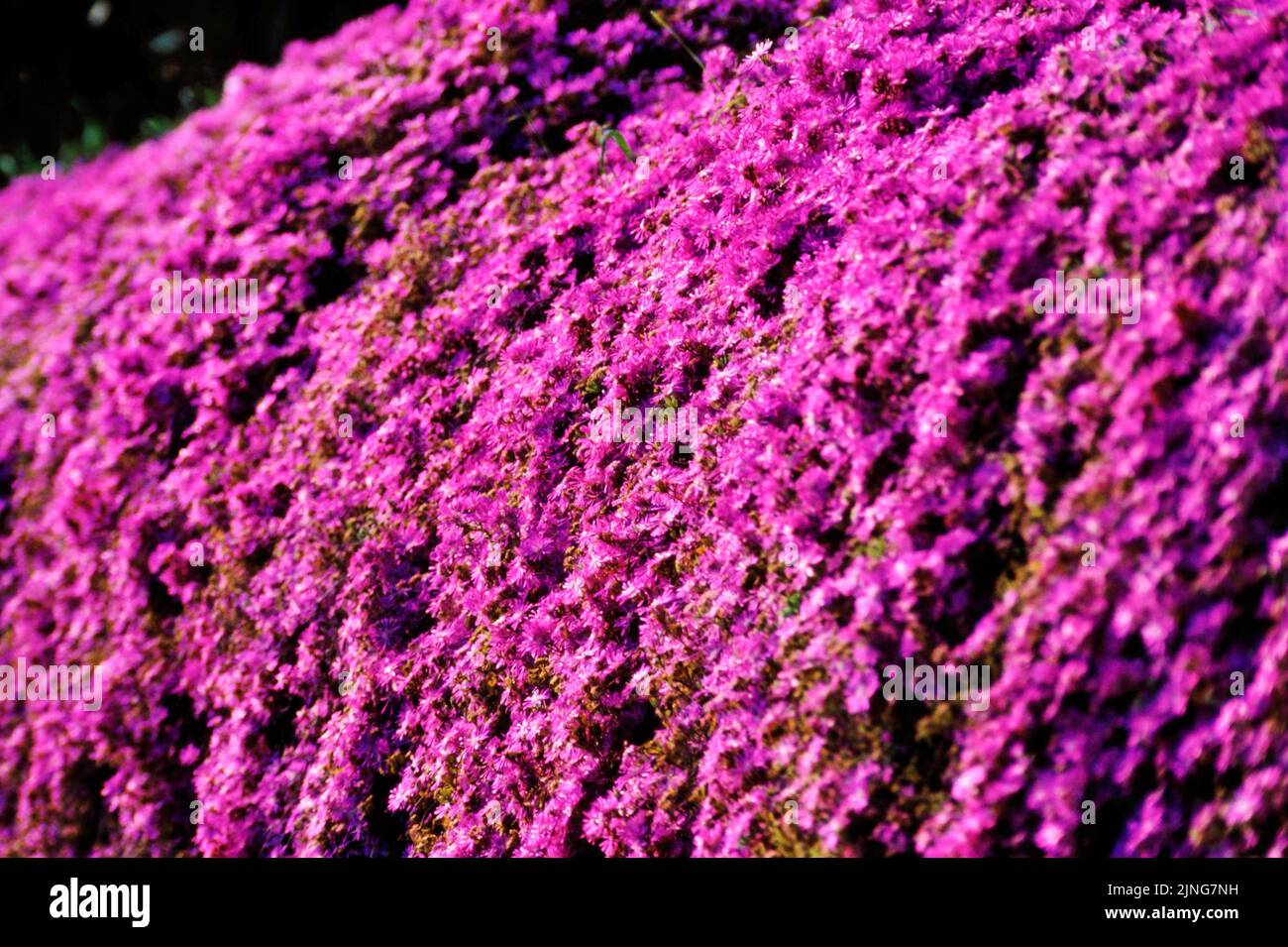 Flowers, Drosanthemum hispidum hedge. Stock Photo