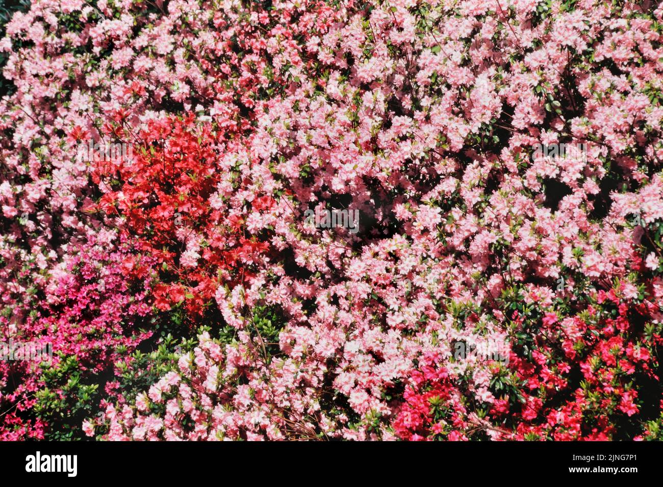 Flowers, Rhododendron hedge. Stock Photo