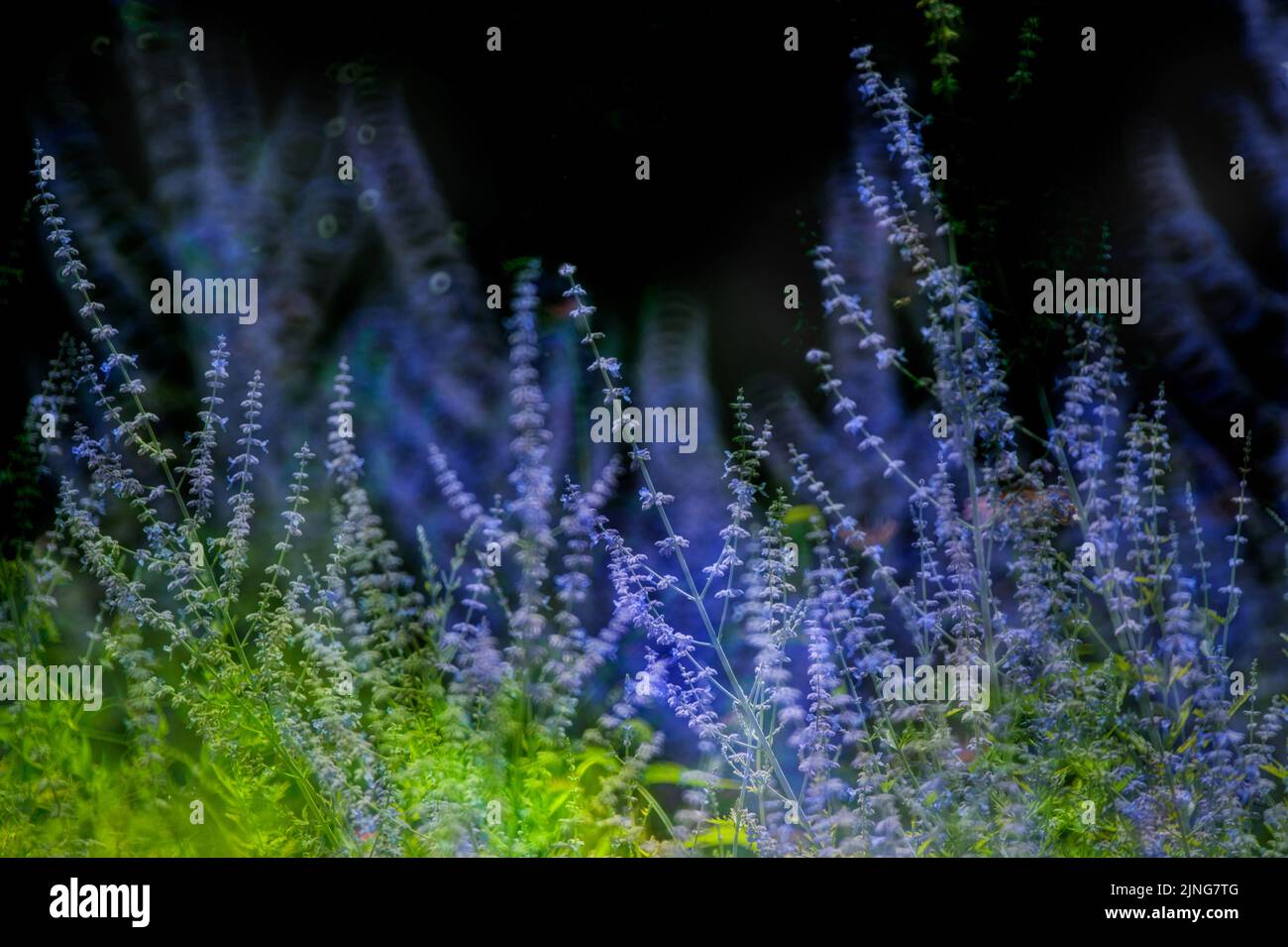 Flowers, Veronica officinalis. Stock Photo