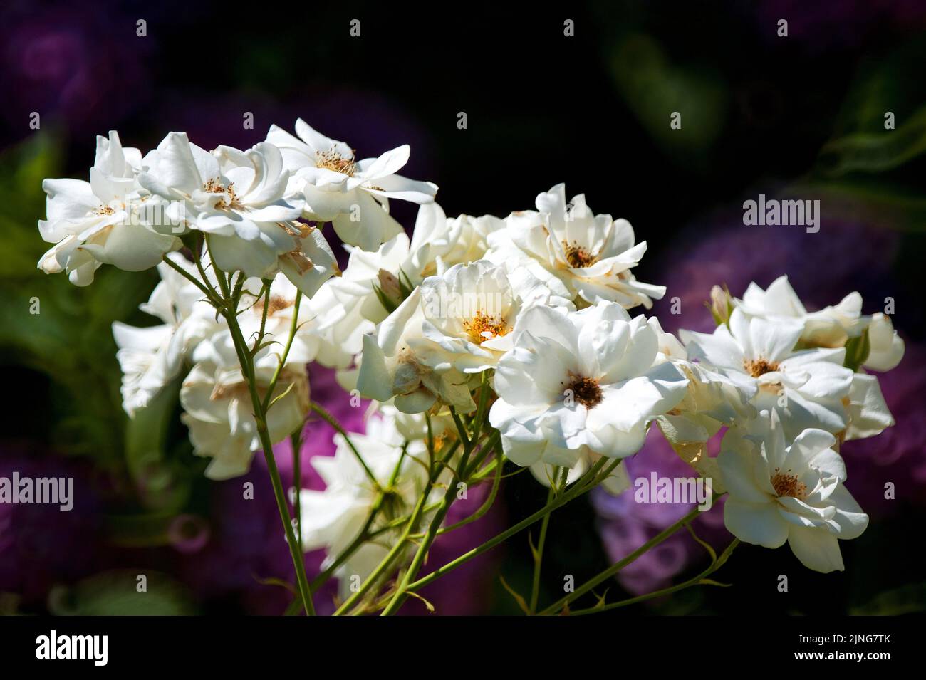Flowers, Camélia Sasanqua . Stock Photo