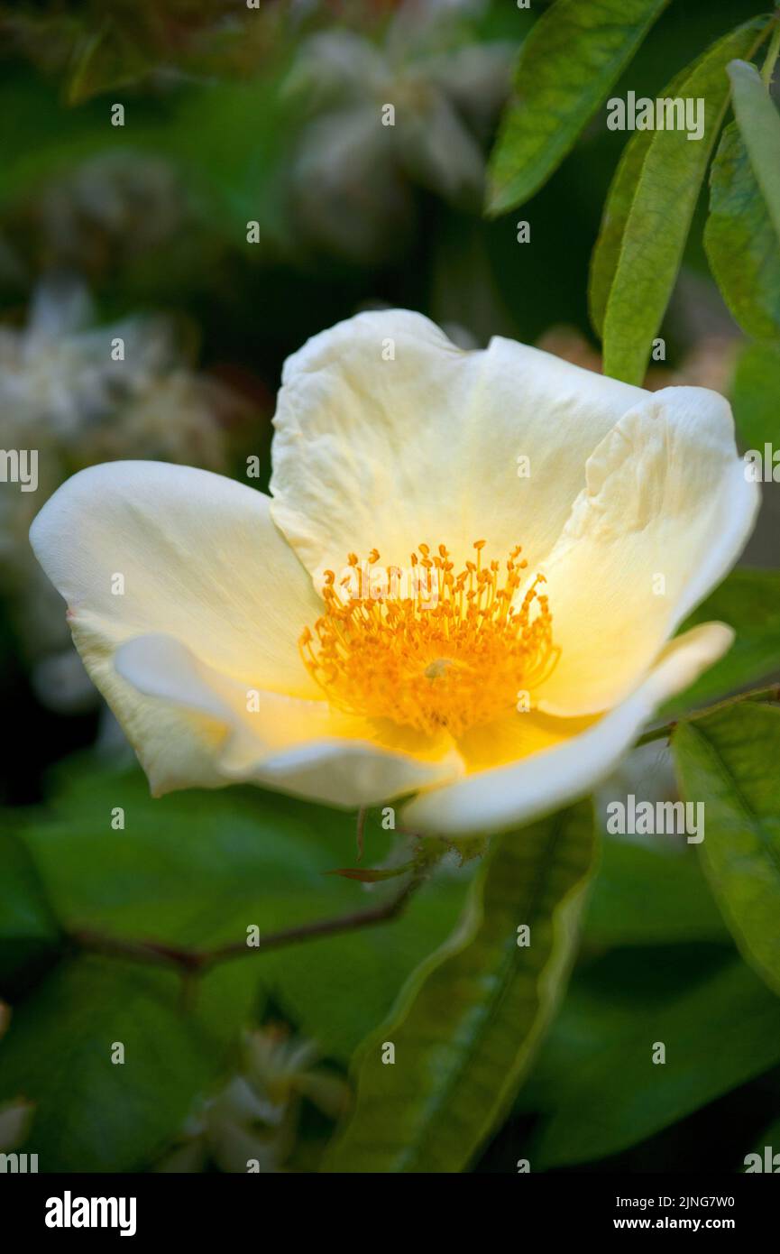 Flowers, Camélia Sasanqua . Stock Photo