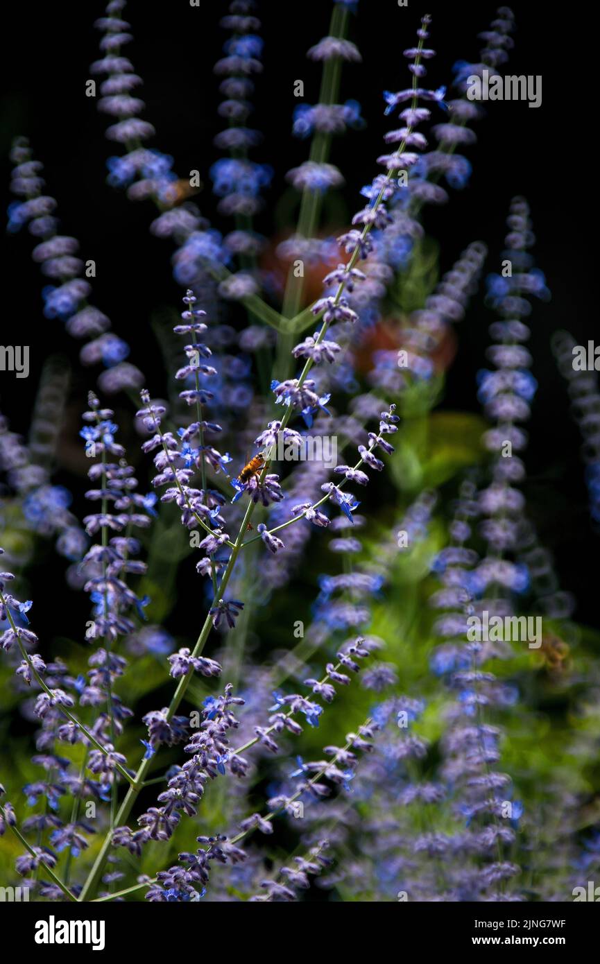 Flowers, Veronica officinalis. Stock Photo