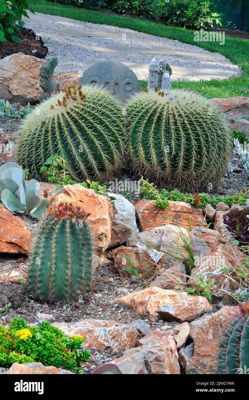 Garden with cactus. Stock Photo