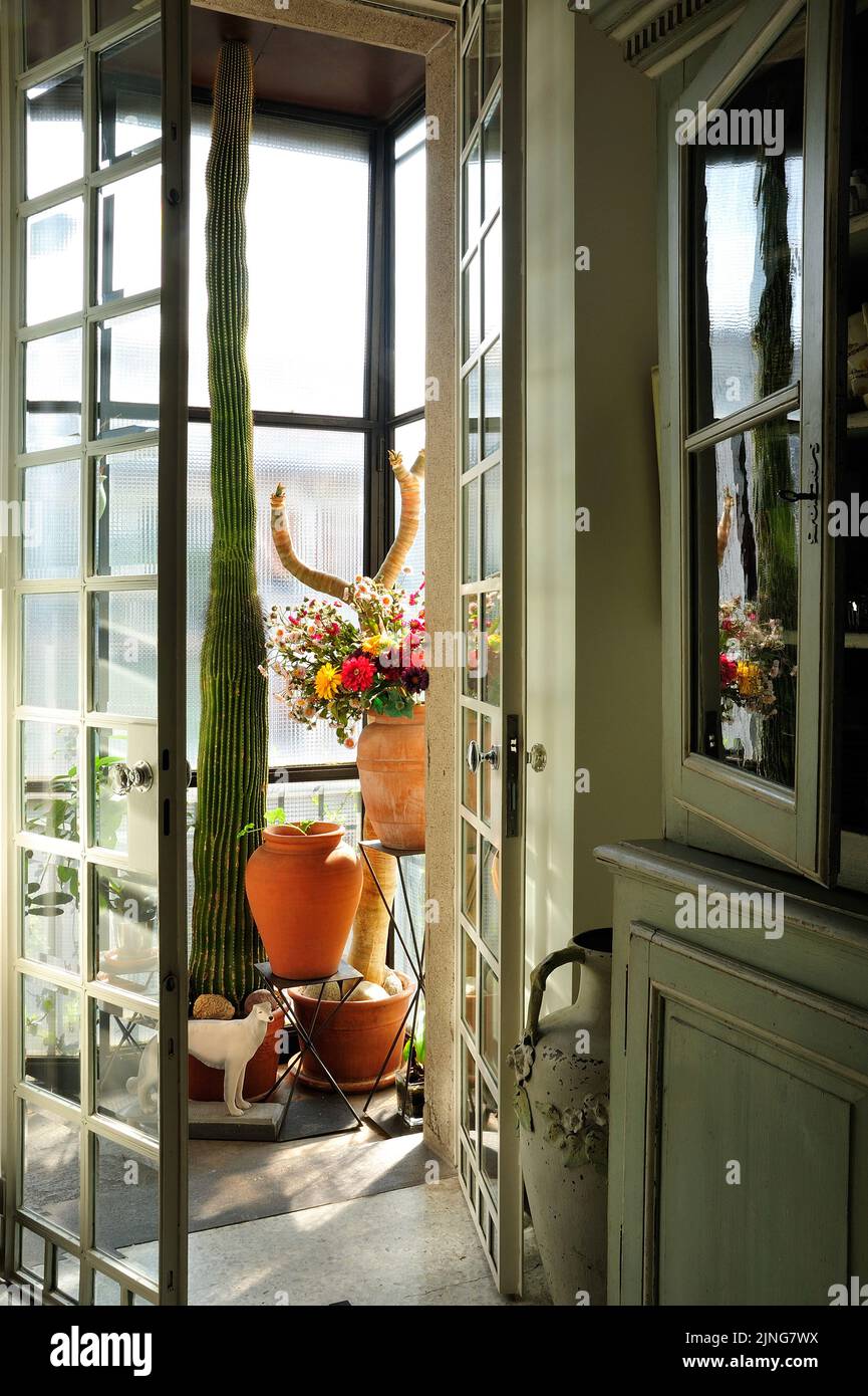 Flowers at home, Veranda with flowers and cactus. Stock Photo