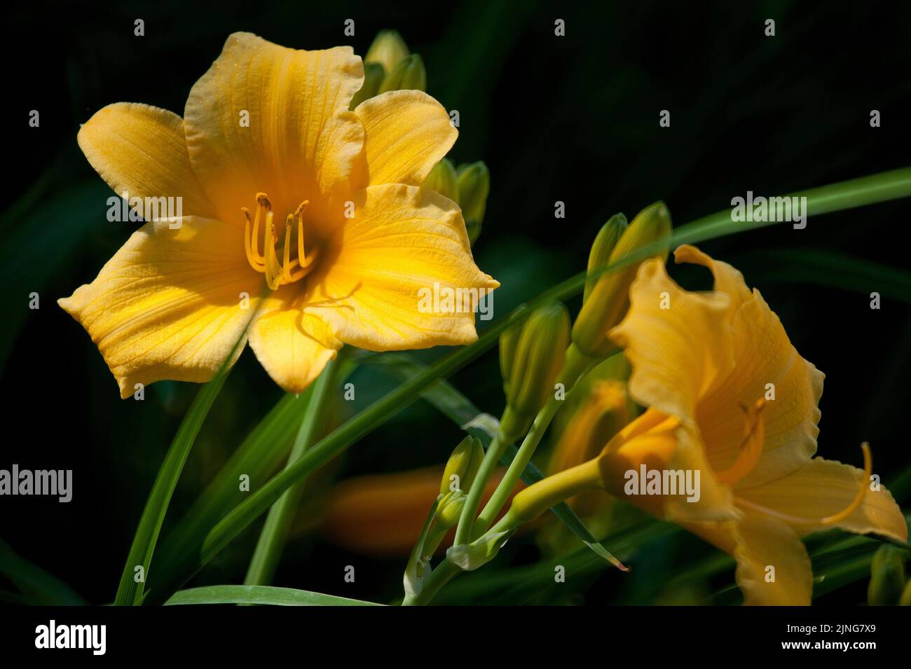 Flowers, yellow gladiolus. Stock Photo