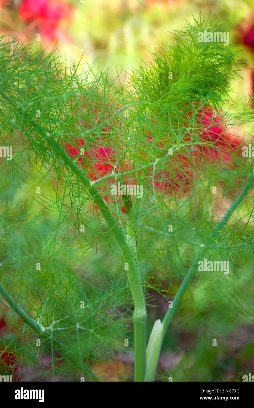 Kitchen fennel hires stock photography and images Alamy