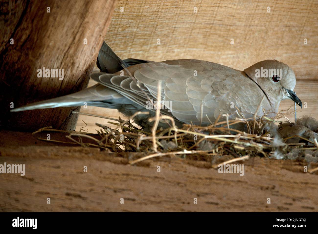 Birds, Turtledove, Streptopelia decaocto. Stock Photo