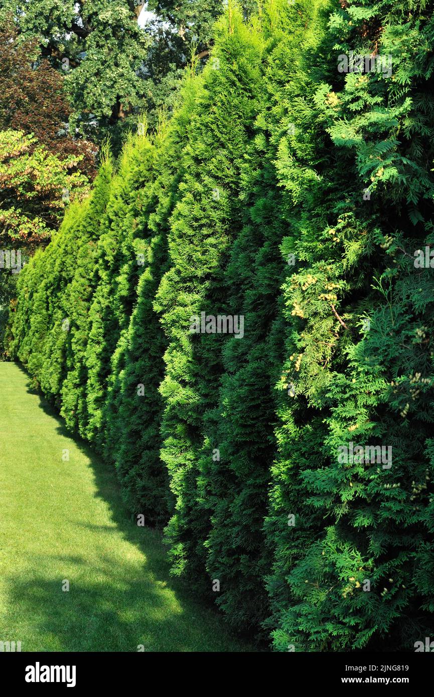 Cypress hedge. Stock Photo