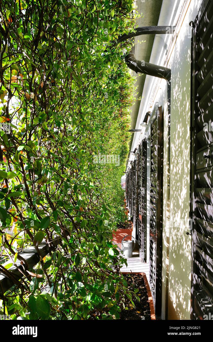 Climbing plants in pots. Stock Photo