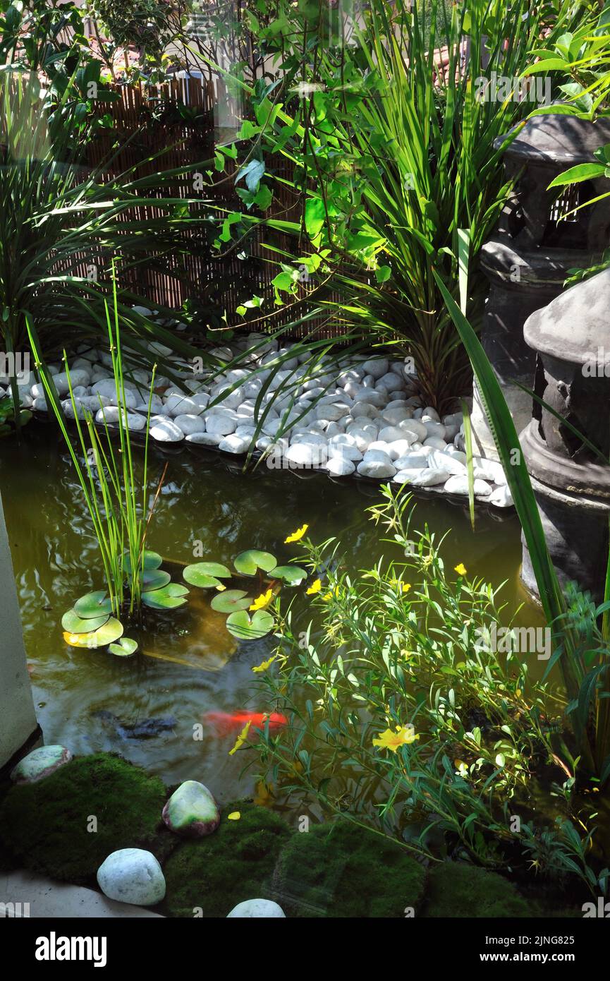 Beautiful view of Goldfish Aquatic Plants