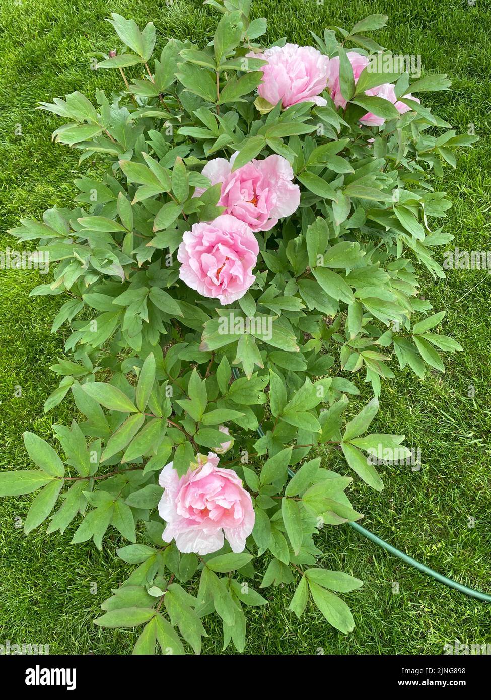 Peony Tree blossom (Paeonia 'Globe of Light') close-up for flower and petal with green leaves in soft focus in the background. Stock Photo