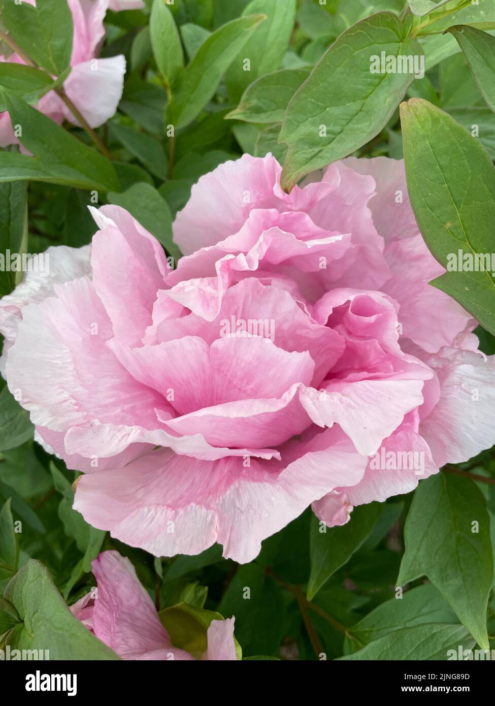 Peony Tree blossom (Paeonia 'Globe of Light') close-up for flower and petal with green leaves in soft focus in the background. Stock Photo