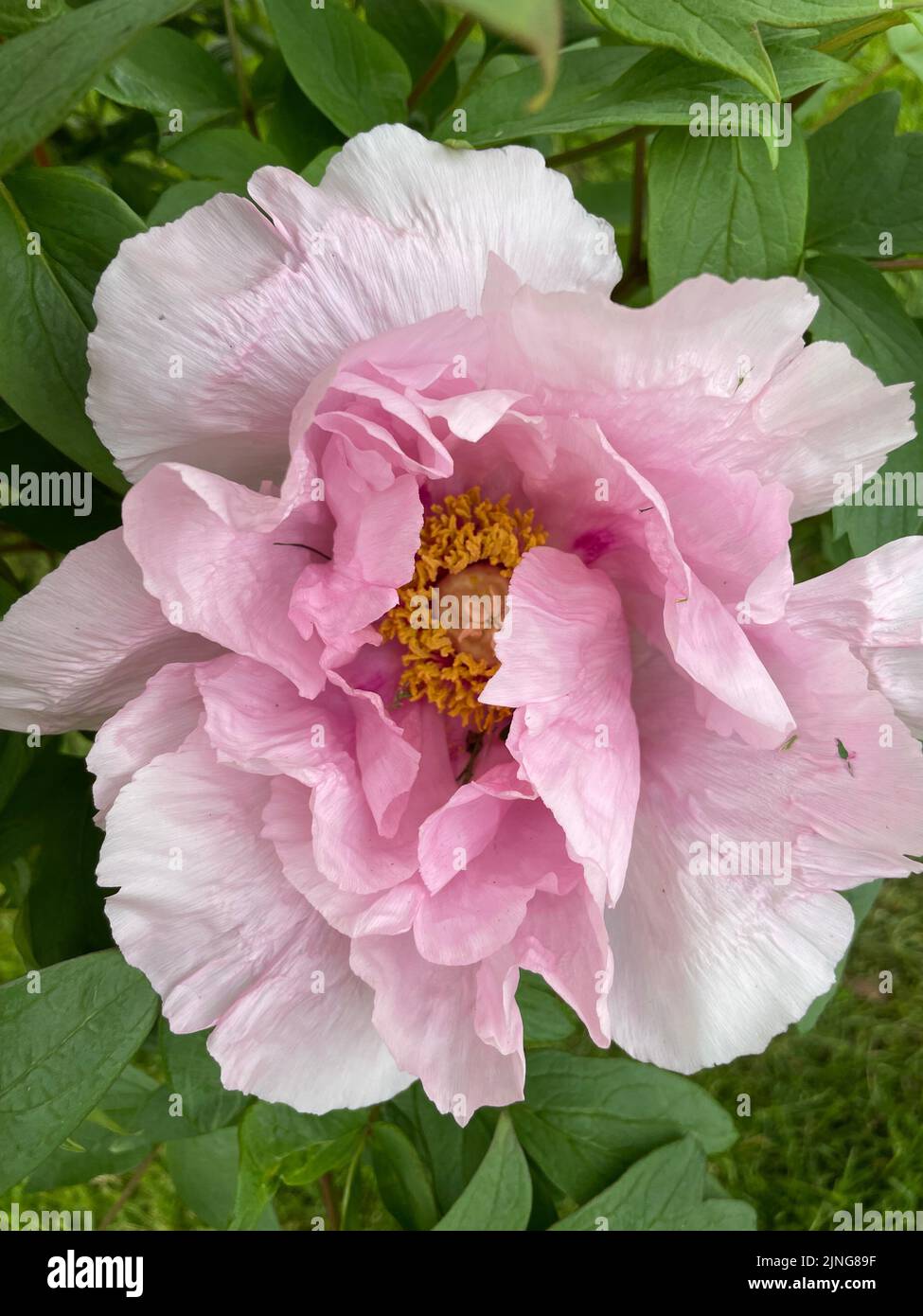 Peony Tree blossom (Paeonia 'Globe of Light') close-up for flower and petal with green leaves in soft focus in the background. Stock Photo
