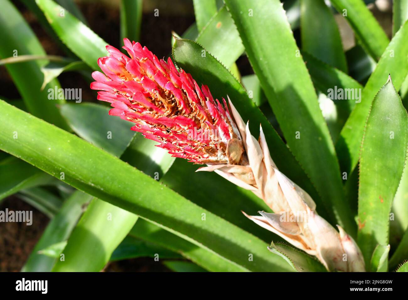 Blooming red flower of tropical 'Quesnelia Quesneliana' plant Stock Photo