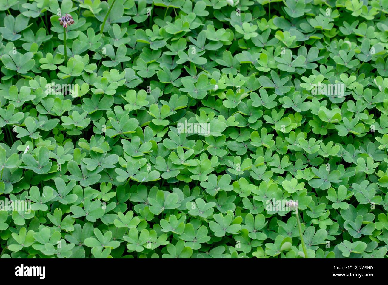 Green clovers texture, Green background with three-leaved shamrocks, background, closeup view with details, top view Stock Photo