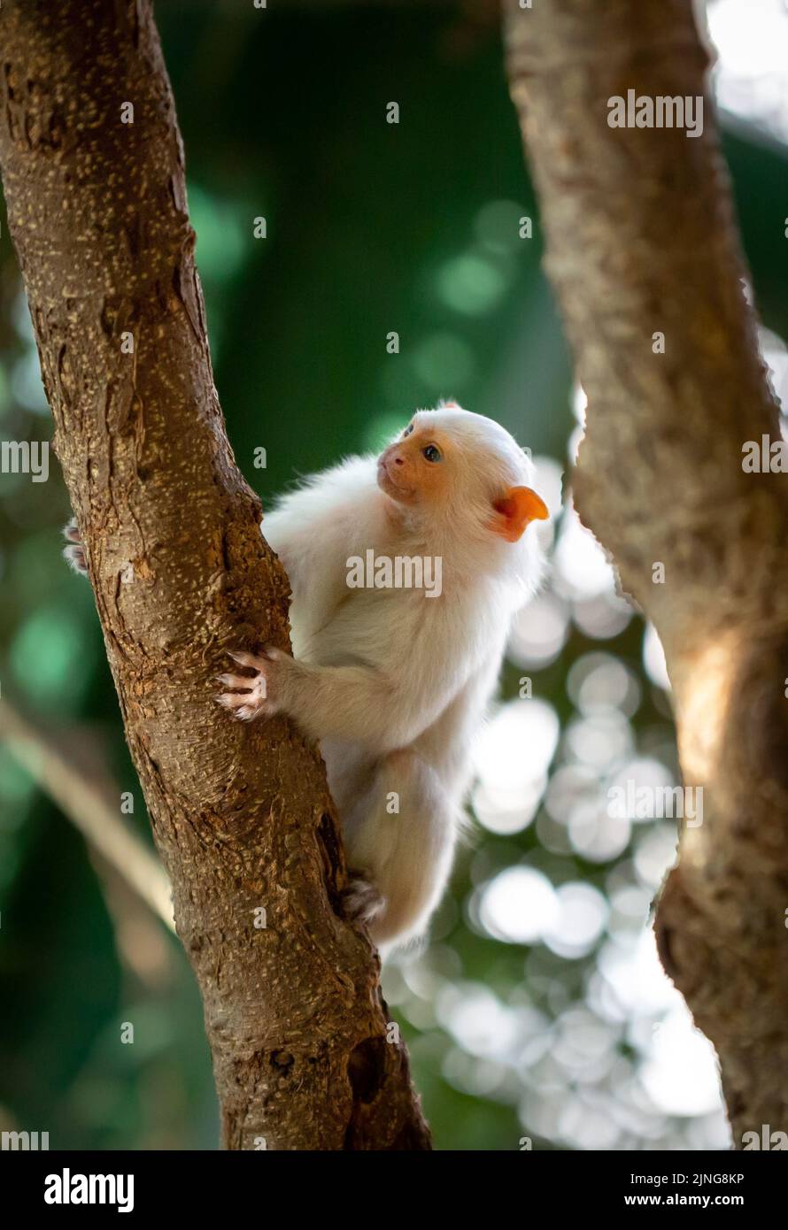 A closeup shot of a white Silvery marmoset monkey Stock Photo - Alamy