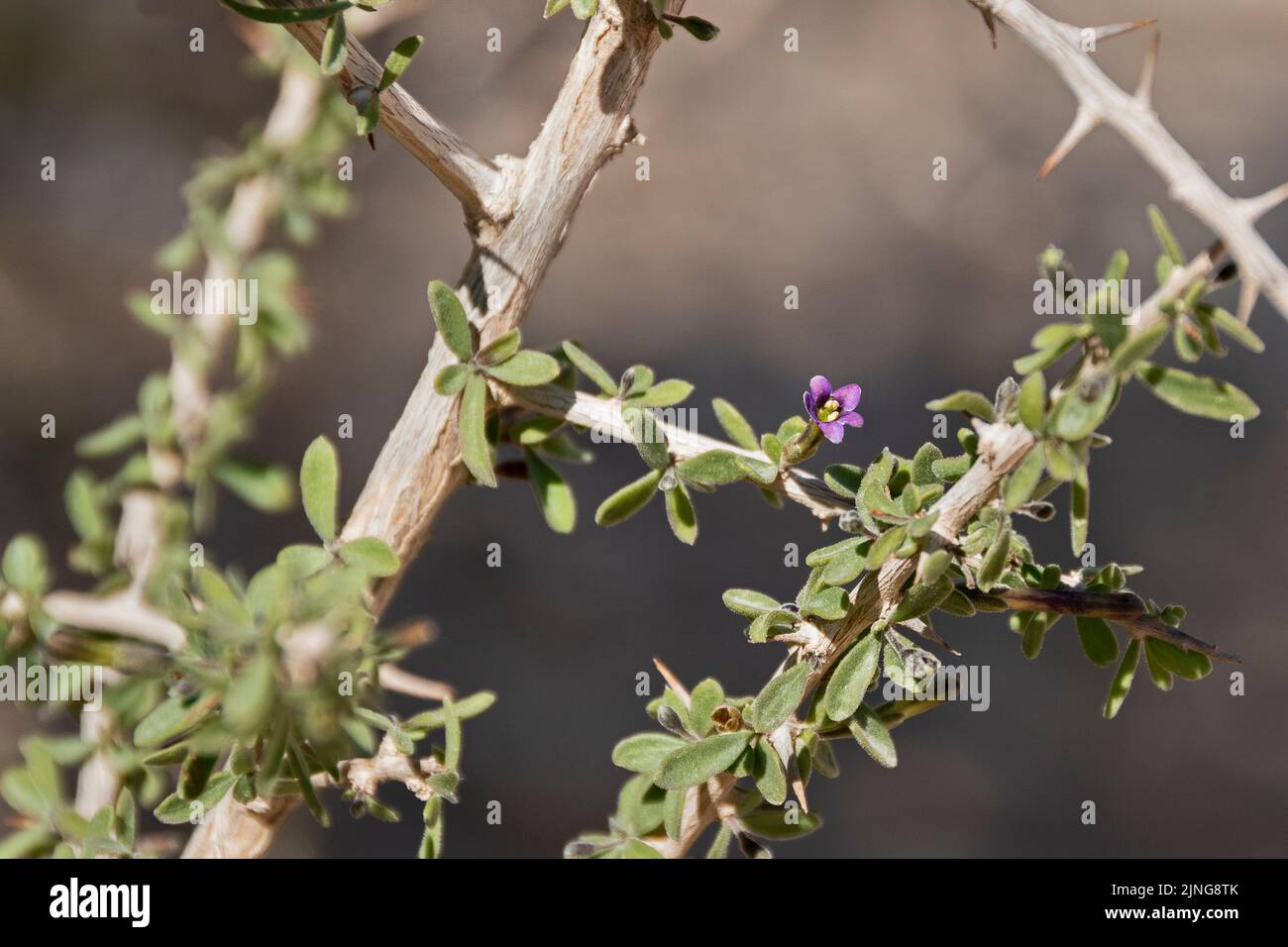 tiny beautiful purple flower on a Lycium shawii Arabian boxthorn bush in Wadi Nahal Nekarot on the Spice Route in Israel Stock Photo