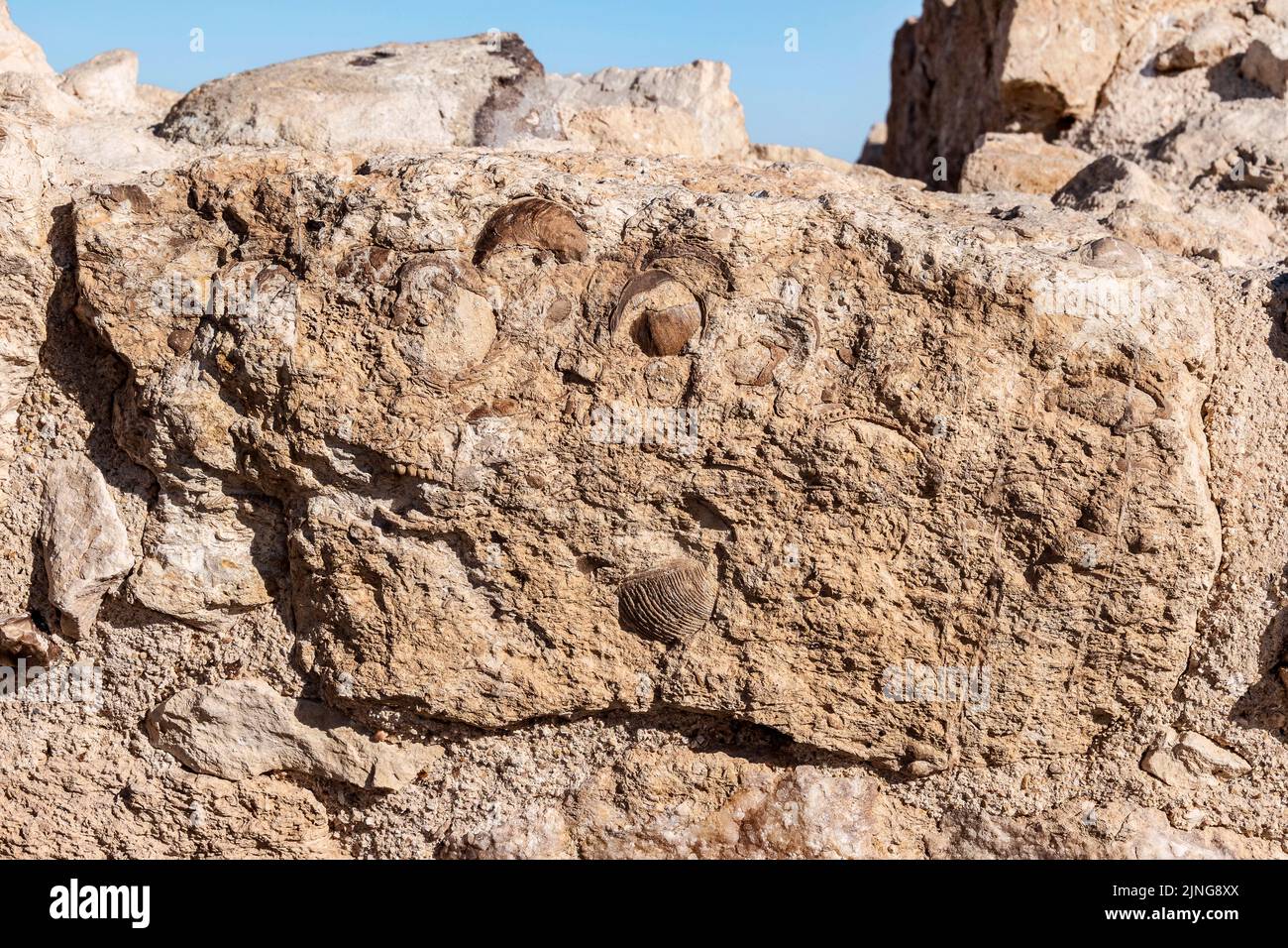 ancient building block full of ammonite fossils iin the Khirbet Qatsra Nabatean Fortress ruins on the Spice Route in the Arava in Israel Stock Photo
