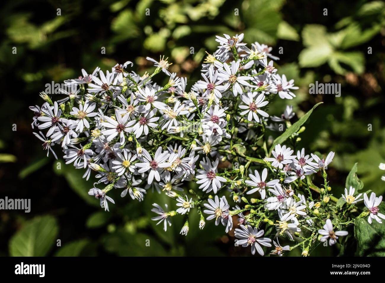 White aster growing in the woods in late summer. Stock Photo