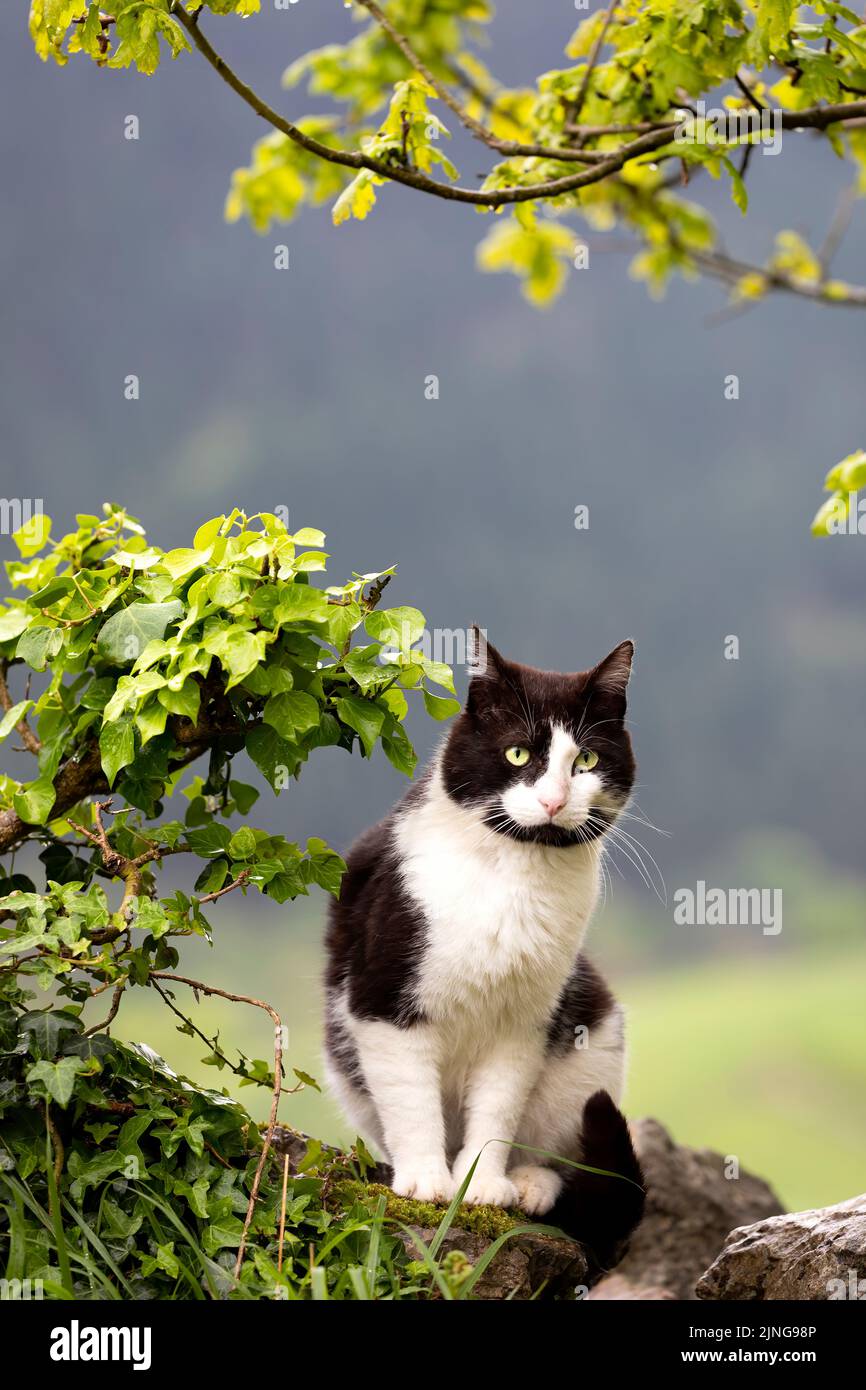 vertical portrait of a black and white cat in nature, climbing a stone ...