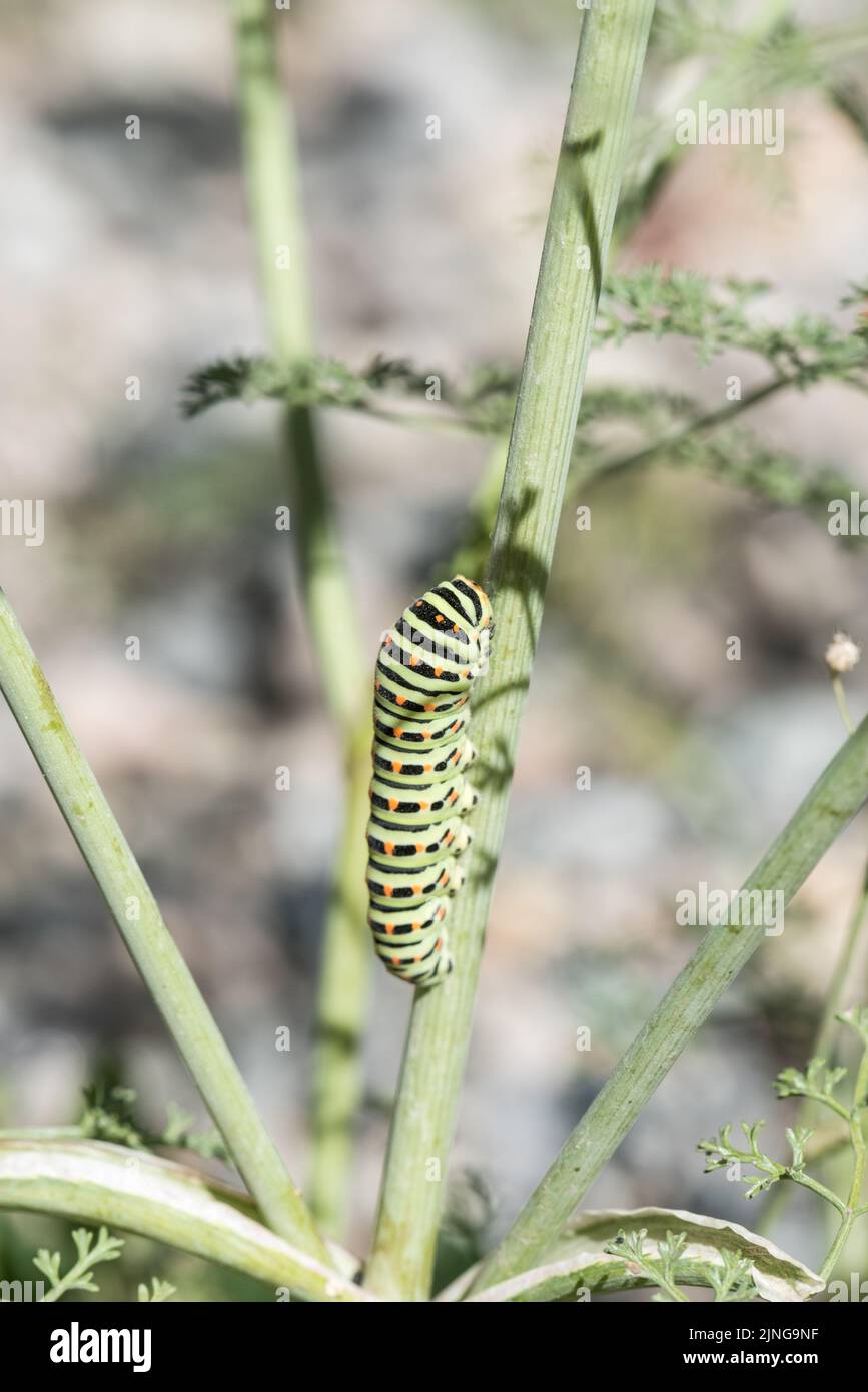 Common Swallowtail (Papilio machaon) caterpillar Stock Photo