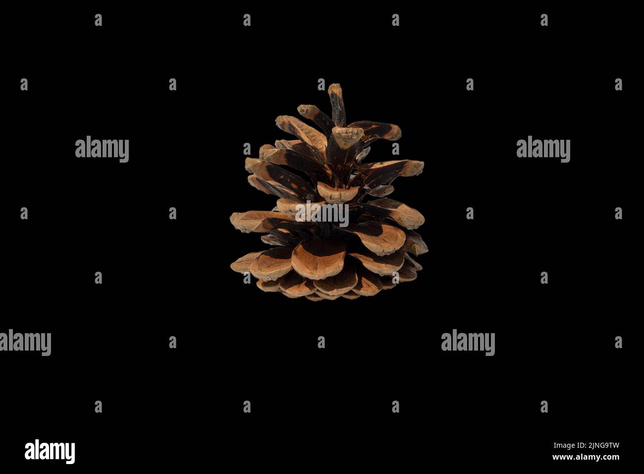Brown pine cone isolated on white background. Isolate. Stock Photo