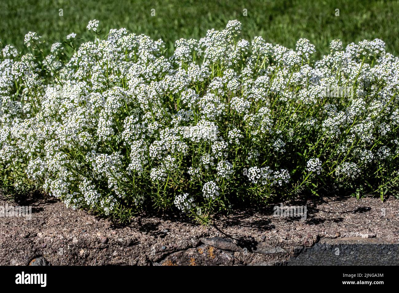 Pretty white alyssum growing along a stone wall Stock Photo - Alamy