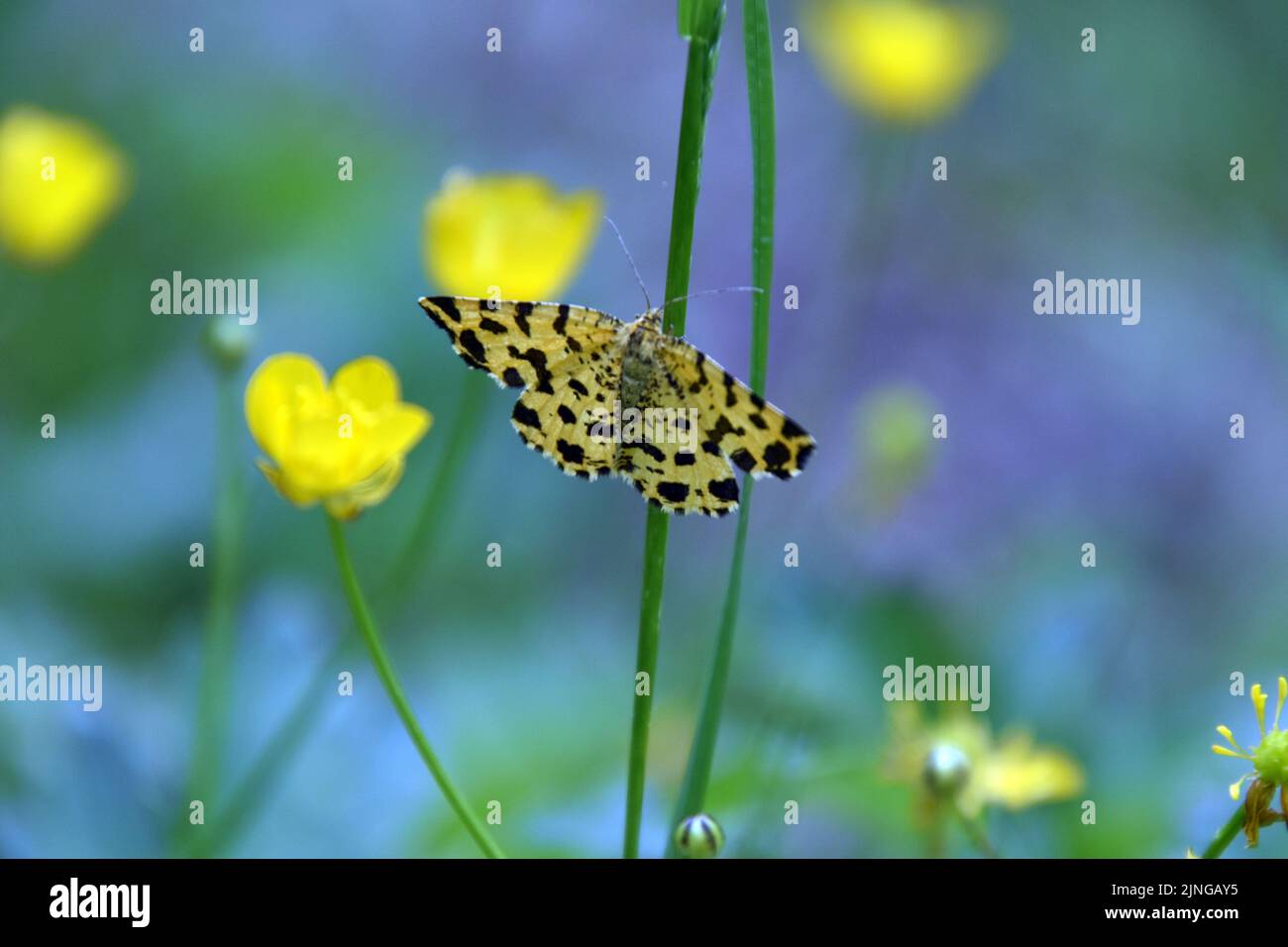 A yellow butterfly with black spots on a plant branch in a garden Stock