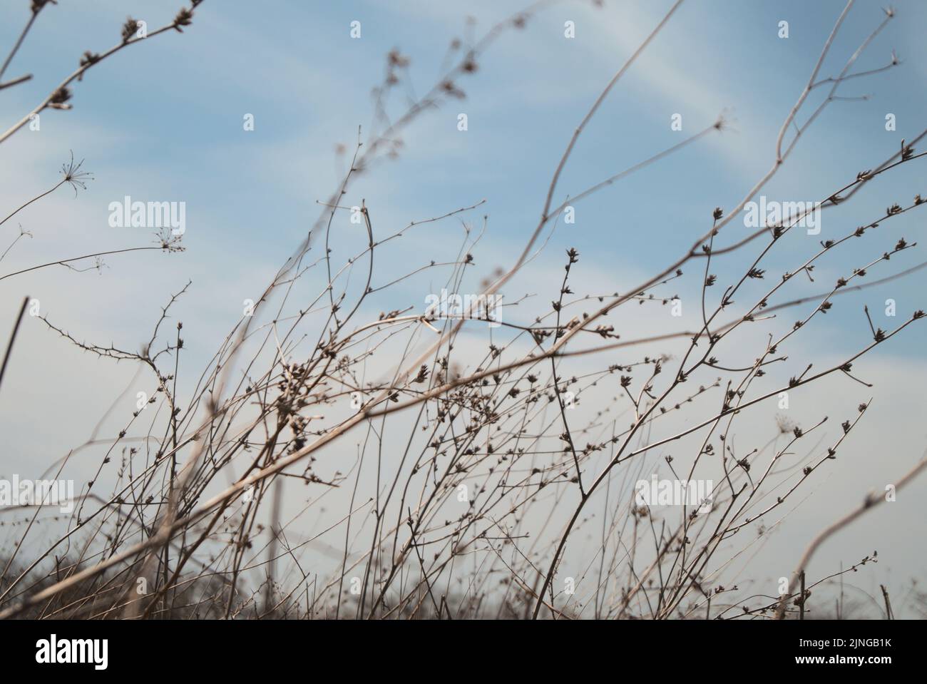 Some dead dried plants against a blue sky Stock Photo