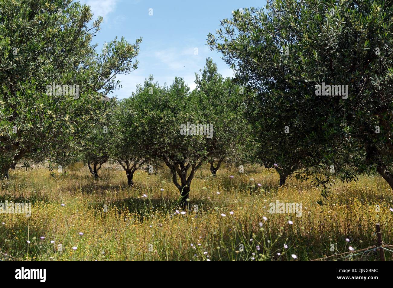 Olive grove. Countryside view of Tilos island, Dodecanese, near Rhodes. May 2022. Spring. Stock Photo