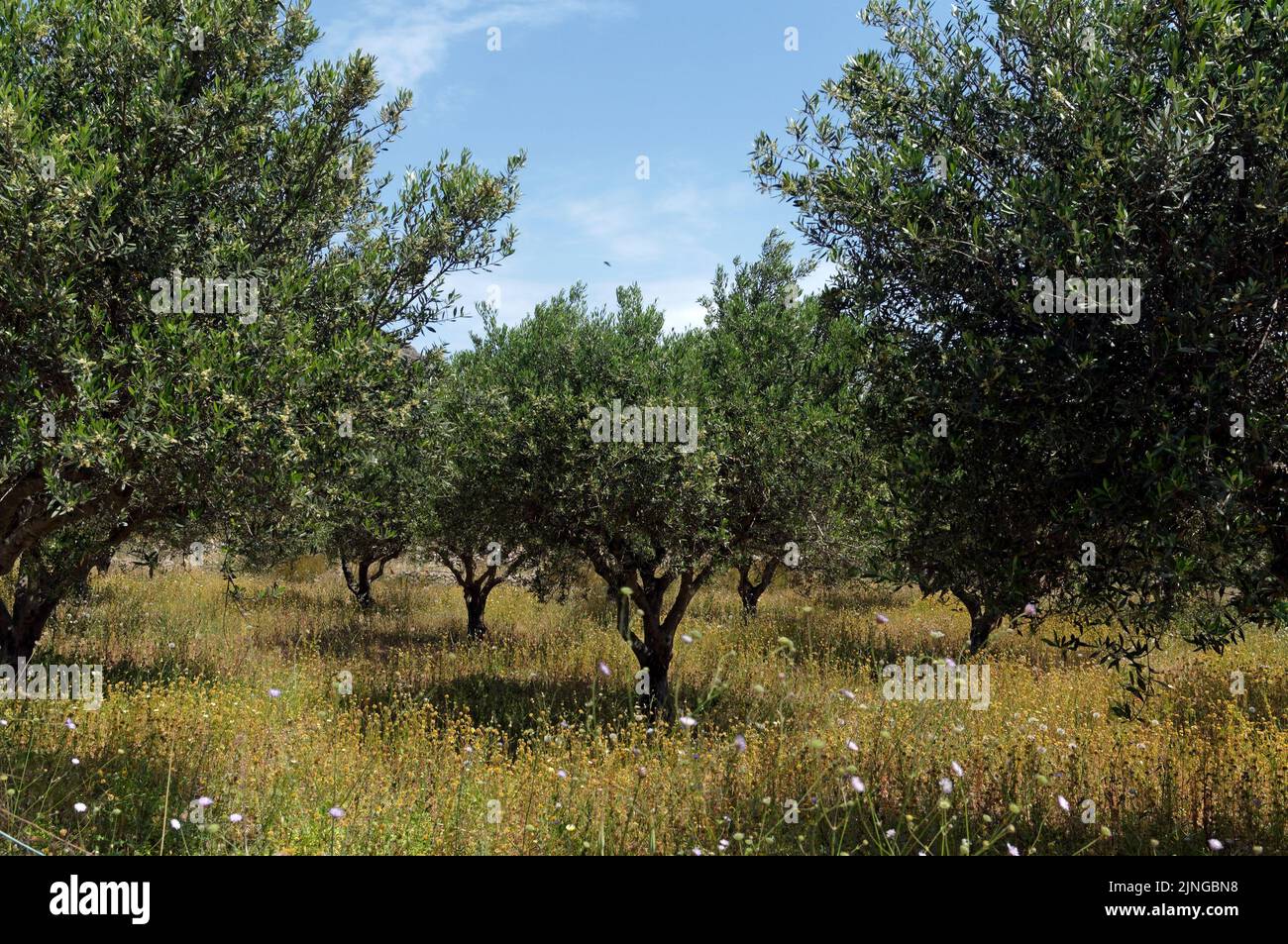 Olive grove. Countryside view of Tilos island, Dodecanese, near Rhodes. May 2022. Spring. Stock Photo