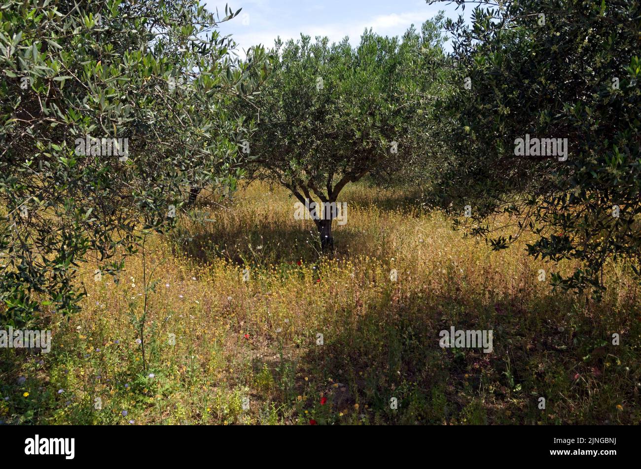 Olive grove. Countryside view of Tilos island, Dodecanese, near Rhodes. May 2022. Spring. Stock Photo