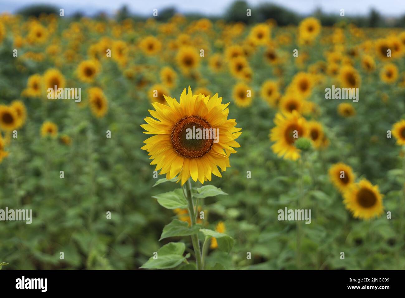 Chitradurga, Karnataka, India. 11th Aug, 2022. A view of a Sunflower