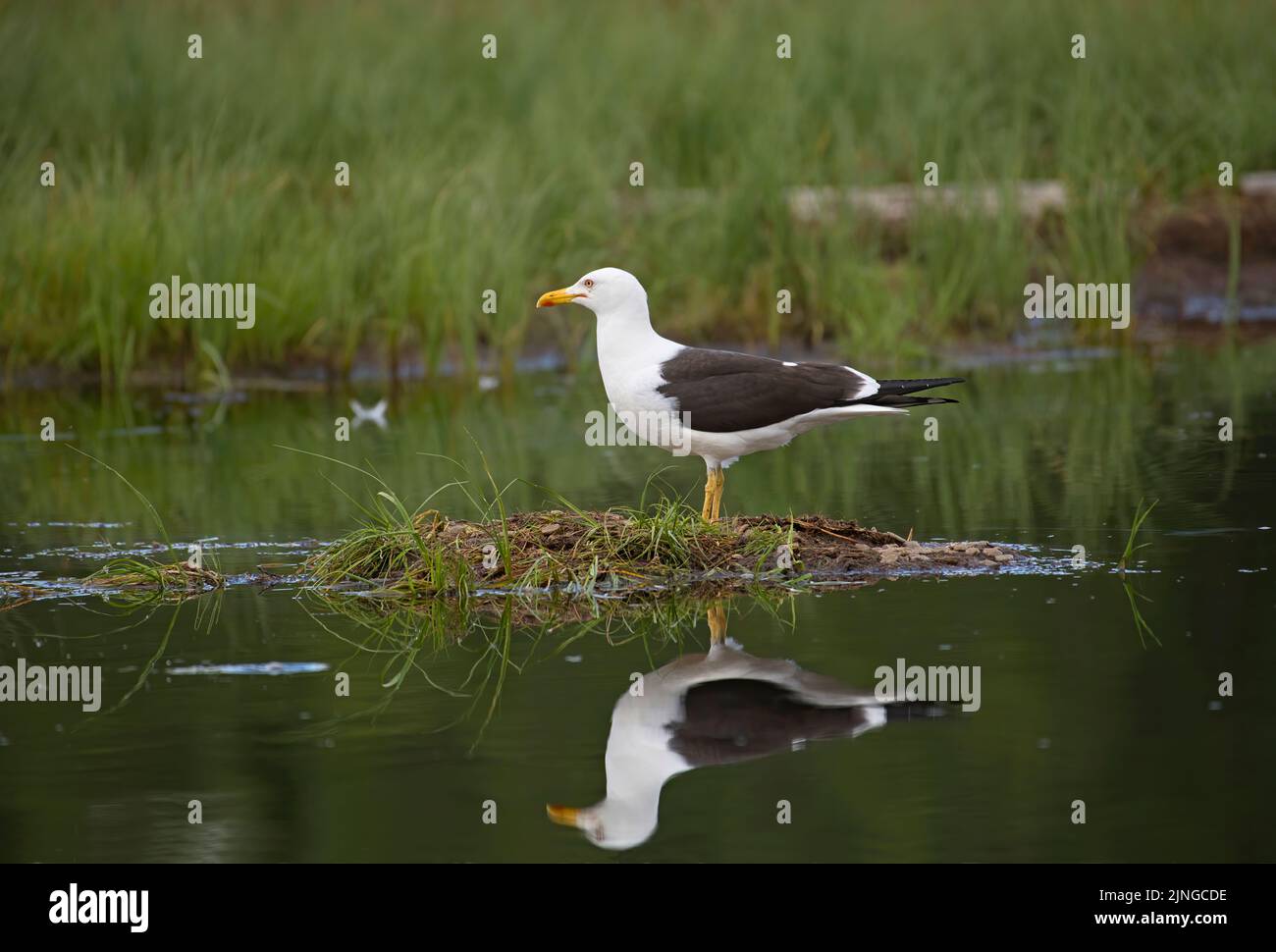 Lesser black-backed gull (Larus fuscus) on an islet in a Finish lake in summer Stock Photo