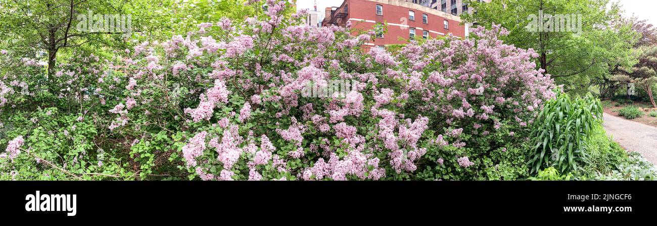 Lilacs in full bloom on the Rose Kennedy Greenway in Boston Massachusetts Stock Photo