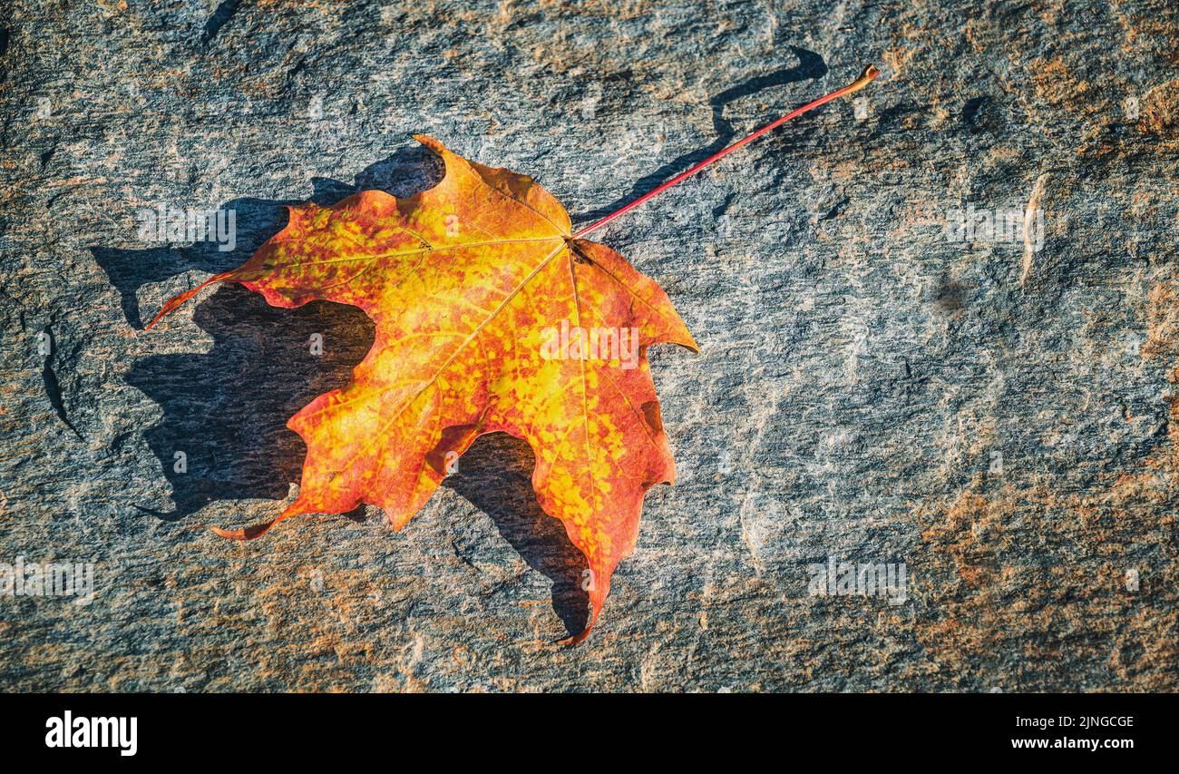 Beautiful autumn maple leaf laying on a rock Stock Photo