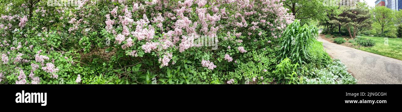 Lilacs in full bloom on the Rose Kennedy Greenway in Boston Massachusetts Stock Photo