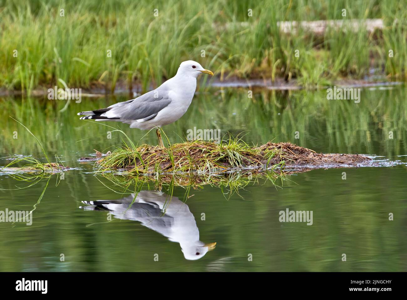 Common gull (Larus canus) on an islet in a lake Stock Photo