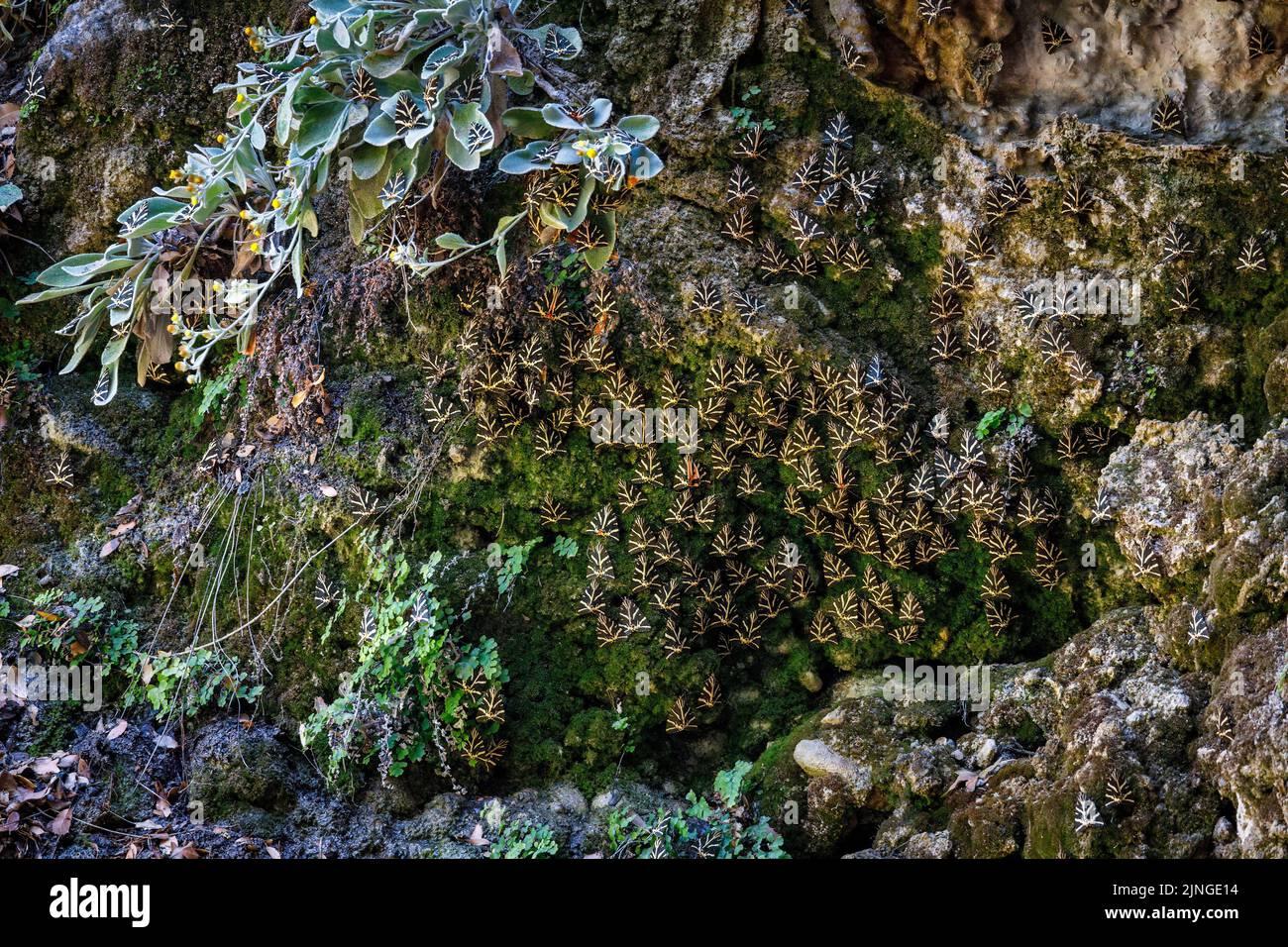 Butterflies on a rock wall, The Jersey tiger moth (Euplagia ...