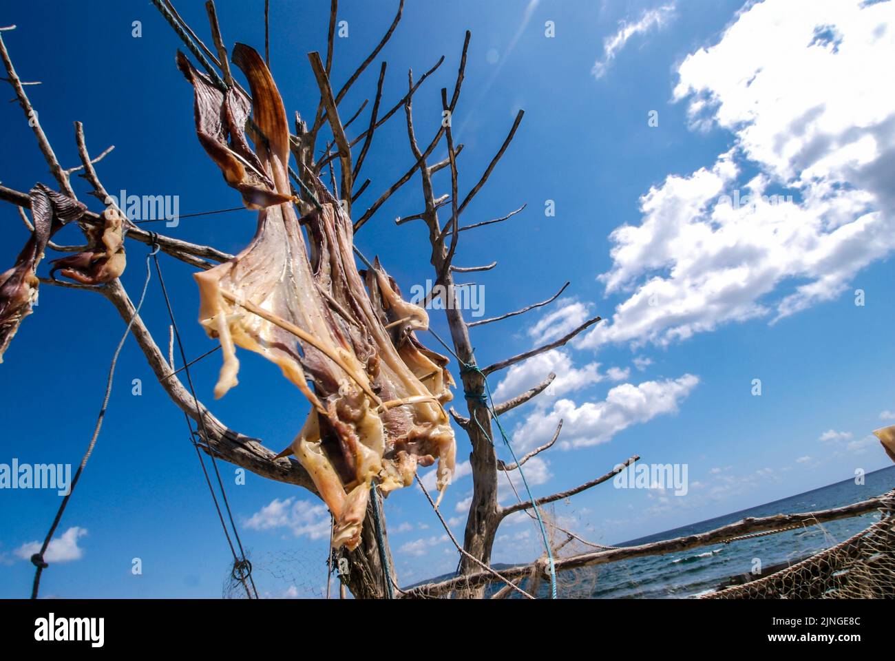 Fish Sec Formentera's dried fish - Peix Sec de Formentera, in Torrent de S•alga ...