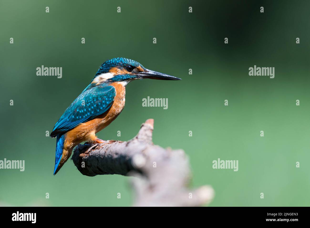 Common Kingfisher (Alcedo atthis), Wales, Uk, sat on perch in drought conditions in Britain during heatwave -climate change or  global warming. Stock Photo
