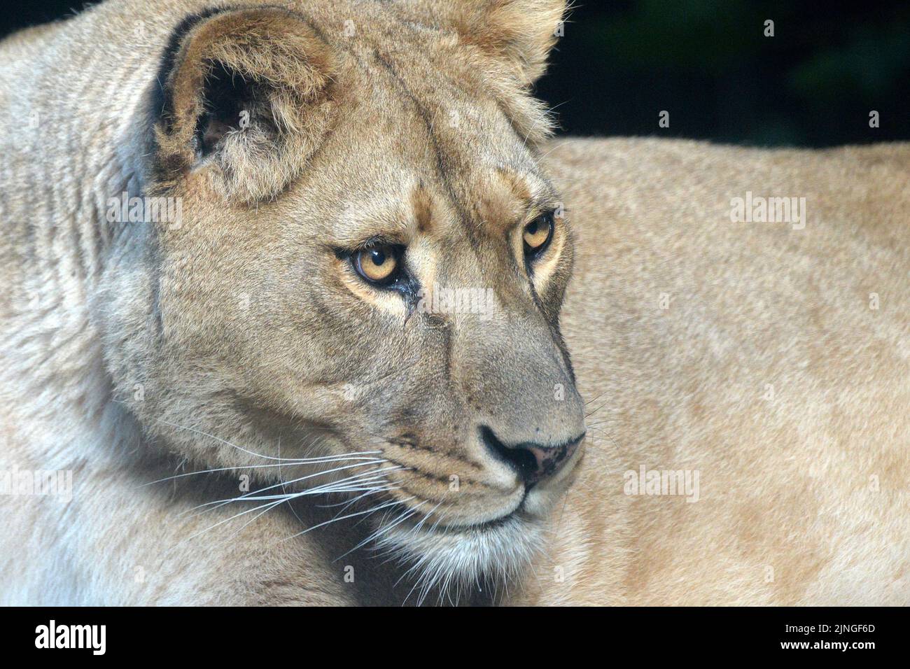 Liberec zoo hi-res stock photography and images - Page 8 - Alamy