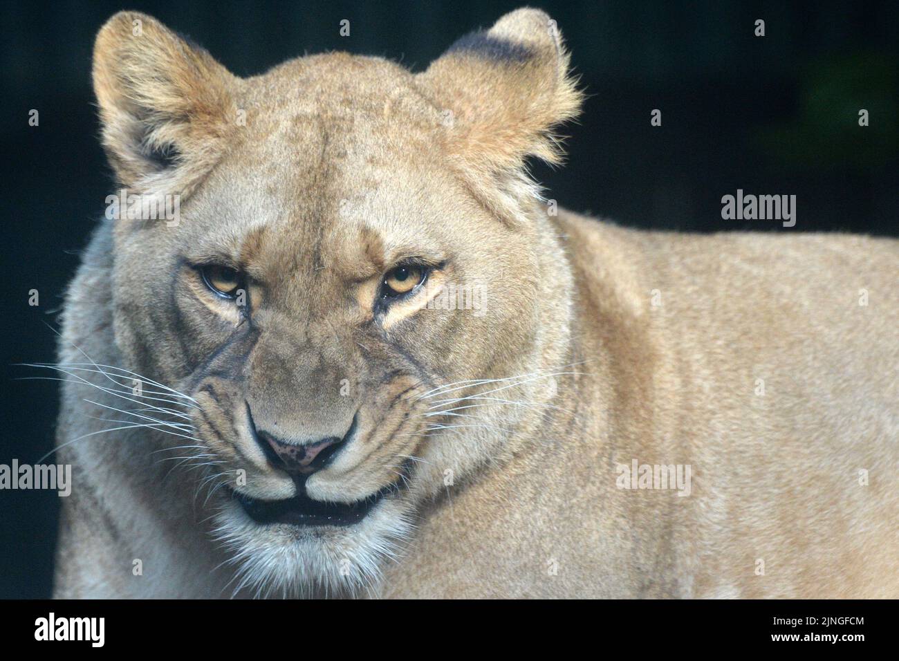 Atlas barbary lion panthera leo hi-res stock photography and images - Page  2 - Alamy