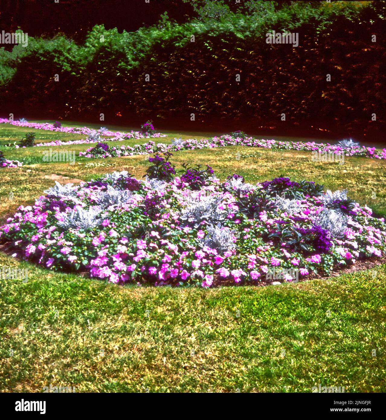 A floral display of colourful summer flowering bedding plants in a silver and pink flower bed Stock Photo